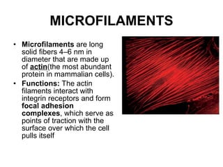MICROFILAMENTS Microfilaments   are long solid fibers 4–6 nm in diameter that are made up of  actin (the  most abundant protein in mammalian cells ) .  Functions:  The actin filaments interact with integrin receptors and form  focal adhesion complexes , which serve as points of traction with the surface over which the cell pulls itself 