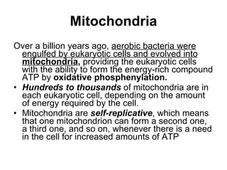 Mitochondria Over a billion years ago,  aerobic bacteria were engulfed by eukaryotic cells and evolved into  mitochondria ,  providing the eukaryotic cells with the ability to form the energy-rich compound ATP by  oxidative phosphenylation.   Hundreds to thousands  of mitochondria are in each eukaryotic cell ,  depending   on the amount of energy required by the cell. Mitochondria are  self-replicative , which means that   one mitochondrion can form a second one, a third one,   and so on, whenever there is a need in the cell for   increased amounts of ATP  