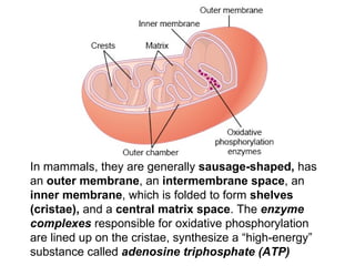 In mammals, they are generally  sausage-shaped ,  has an  outer membrane , an  intermembrane space , an  inner membrane , which is folded to form  shelves (cristae),  and a  central matrix space . The  enzyme complexes  responsible for oxidative phosphorylation are lined up on the cristae , synthesize a “high-energy” substance called  adenosine triphosphate (ATP) 