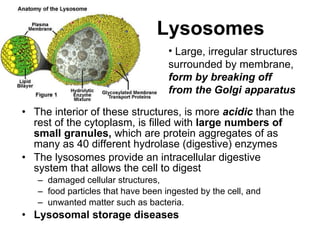 Lysosomes The interior of these structures, is more  acidic  than the rest of the cytoplasm,  is filled with  large numbers of small granules,  which are protein aggregates of as many as 40 different hydrolase (digestive) enzymes The lysosomes provide an intracellular digestive system that allows the cell to digest  damaged cellular structures,  food particles that have been ingested by the cell, and  unwanted matter such as bacteria. L ysosomal storage diseases L arge, irregular structures surrounded by membrane ,  form by breaking off from the Golgi   apparatus 