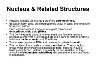 Nucleus & Related Structures N ucleus is made up in large part of the  chromosomes, Except in germ cells, the chromosomes occur in pairs, one originally from each parent  Each chromosome is made up of a giant molecule of  deoxyribonucleic acid (DNA).   The DNA strand is about 2 m long, but it can fit in the nucleus because at intervals it is wrapped around a core of histone proteins to form a  nucleosome ( about 25 million ) . The whole complex of DNA and proteins is called  chromatin.   The nucleus of most cells contains a  nucleolus .  The nucleolus,   unlike most other organelles discussed here, does not   have a limiting membrane. Instead, it is simply   an accumulation   of large amounts of  ribonucleic acid (RNA)   and proteins of the   types found in ribosomes 