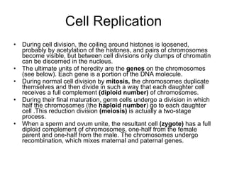 Cell Replication During cell division, the coiling around histones is loosened, probably by acetylation of the histones, and pairs of chromosomes become visible, but between cell divisions only clumps of chromatin can be discerned in the nucleus.  The ultimate units of heredity are the  genes  on the chromosomes (see below). Each gene is a portion of the DNA molecule. During normal cell division by  mitosis,  the chromosomes duplicate themselves and then divide in such a way that each daughter cell receives a full complement  (diploid number)  of chromosomes.  During their final maturation, germ cells undergo a division in which half the chromosomes (the  haploid number ) go to each daughter cell  . This reduction division  (meiosis)  is actually a two-stage process .   When a sperm and ovum unite, the resultant cell  (zygote)  has a full diploid complement of chromosomes, one-half from the female parent and one-half from the male. The chromosomes undergo recombination, which mixes maternal and paternal genes. 