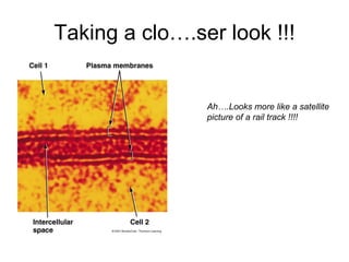 Taking a clo….ser look !!! Ah….Looks more like a satellite picture of a rail track !!!! 