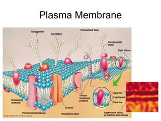 Plasma Membrane 