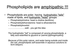 Phospholipids are  amphipathic !!! Phospholipids are polar, having  hydrophobic "tails"   made of lipids, and  hydrophilc "head"  groups Phosphatidylcholine: head is choline (lecithins) Phosphatidylethanolamine: head is ethanolamine Phosphatidylinositol:  …………………… well…you get the idea The hydrophobic "tail" is composed of varying phospholipids, a fatty acid esterified to glycerol or (serine [sphingomyelin]) Because of this polar nature, and water being outside and inside the cell, phospholipids self-assemble in aqueous solutions to form bilayers. 