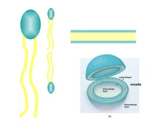 micelle 