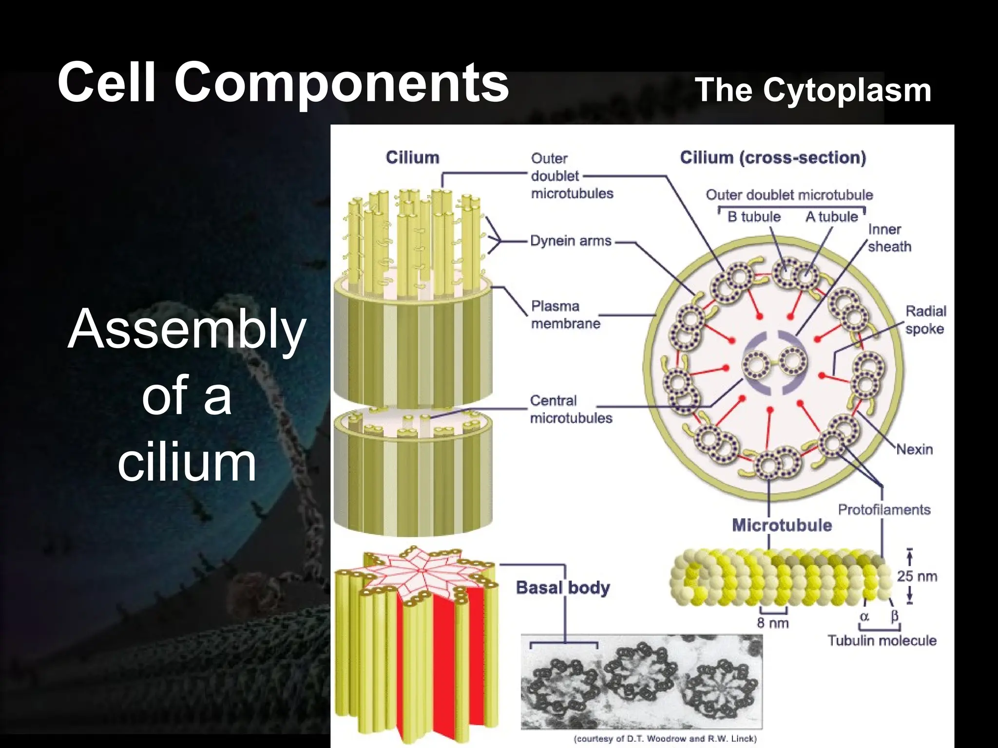 Cell Physiology-1 What is a Cell? A cell is the structural and ...