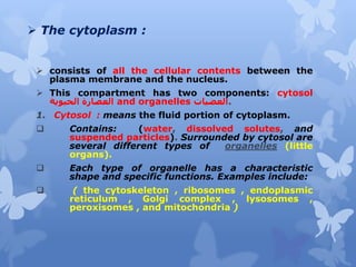  The cytoplasm :
 consists of all the cellular contents between the
plasma membrane and the nucleus.
 This compartment has two components: cytosol
‫الحيوية‬ ‫العصارة‬ and organelles ‫العضيات‬.
1. Cytosol : means the fluid portion of cytoplasm.
 Contains: (water, dissolved solutes, and
suspended particles). Surrounded by cytosol are
several different types of organelles (little
organs).
 Each type of organelle has a characteristic
shape and specific functions. Examples include:
 ( the cytoskeleton , ribosomes , endoplasmic
reticulum , Golgi complex , lysosomes ,
peroxisomes , and mitochondria )
 