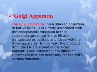  Golgi Apparatus
The Golgi apparatus :is a stacked collection
of flat vesicles. It is closely associated with
the endoplasmic reticulum in that
substances produced in the ER are
transported as vesicles and fuses with the
Golgi apparatus. In this way, the products
from the ER are stored in the Golgi
apparatus and converted into different
substances that are necessary for the cell’s
various functions.
 