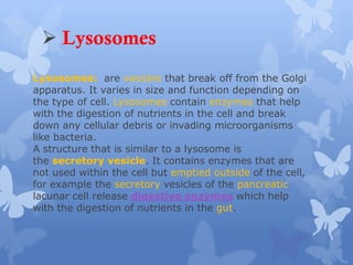 Lysosomes: are vesicles that break off from the Golgi
apparatus. It varies in size and function depending on
the type of cell. Lysosomes contain enzymes that help
with the digestion of nutrients in the cell and break
down any cellular debris or invading microorganisms
like bacteria.
A structure that is similar to a lysosome is
the secretory vesicle. It contains enzymes that are
not used within the cell but emptied outside of the cell,
for example the secretory vesicles of the pancreatic
lacunar cell release digestive enzymes which help
with the digestion of nutrients in the gut.
 Lysosomes
 