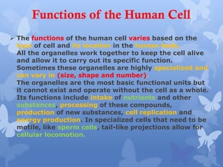  The functions of the human cell varies based on the
type of cell and its location in the human body.
All the organelles work together to keep the cell alive
and allow it to carry out its specific function.
Sometimes these organelles are highly specialized and
can vary in (size, shape and number).
The organelles are the most basic functional units but
it cannot exist and operate without the cell as a whole.
Its functions include intake of nutrients and other
substances, processing of these compounds,
production of new substances, cell replication and
energy production. In specialized cells that need to be
motile, like sperm cells, tail-like projections allow for
cellular locomotion.
Functions of the Human Cell
 