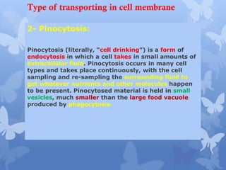 Type of transporting in cell membrane
:
2- Pinocytosis
Pinocytosis (literally, “cell drinking”) is a form of
endocytosis in which a cell takes in small amounts of
extracellular fluid. Pinocytosis occurs in many cell
types and takes place continuously, with the cell
sampling and re-sampling the surrounding fluid to
get whatever nutrients and other molecules happen
to be present. Pinocytosed material is held in small
vesicles, much smaller than the large food vacuole
produced by phagocytosis.
 