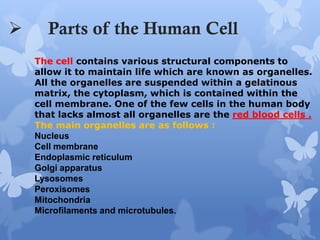  Parts of the Human Cell
The cell contains various structural components to
allow it to maintain life which are known as organelles.
All the organelles are suspended within a gelatinous
matrix, the cytoplasm, which is contained within the
cell membrane. One of the few cells in the human body
that lacks almost all organelles are the red blood cells .
The main organelles are as follows :
Nucleus
Cell membrane
Endoplasmic reticulum
Golgi apparatus
Lysosomes
Peroxisomes
Mitochondria
Microfilaments and microtubules.
 
