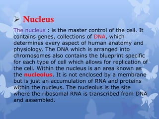  Nucleus
The nucleus : is the master control of the cell. It
contains genes, collections of DNA, which
determines every aspect of human anatomy and
physiology. The DNA which is arranged into
chromosomes also contains the blueprint specific
for each type of cell which allows for replication of
the cell. Within the nucleus is an area known as
the nucleolus. It is not enclosed by a membrane
but is just an accumulation of RNA and proteins
within the nucleus. The nucleolus is the site
where the ribosomal RNA is transcribed from DNA
and assembled.
 