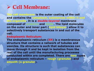  Cell Membrane:
The cell membrane is the outer coating of the cell
and contains the cytoplasm, substances within it and
the organelle. It is a double-layered membrane
composed of proteins and lipids. The lipid molecules
on the outer and inner part (lipid bilayer) allow it to
selectively transport substances in and out of the
cell.
Endoplasmic Reticulum:
The endoplasmic reticulum (ER) is a membranous
structure that contains a network of tubules and
vesicles. Its structure is such that substances can
move through it and be kept in isolation from the
rest of the cell until the manufacturing processes
conducted within are completed. There are two types
of endoplasmic reticulum – rough (granular) and
smooth (a granular).
 