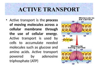 CELL PHYSIOLOGY.pptx, transportation across the plasma membrane | PPTX