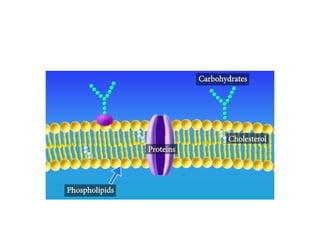 CELL PHYSIOLOGY.pptx, transportation across the plasma membrane | PPTX