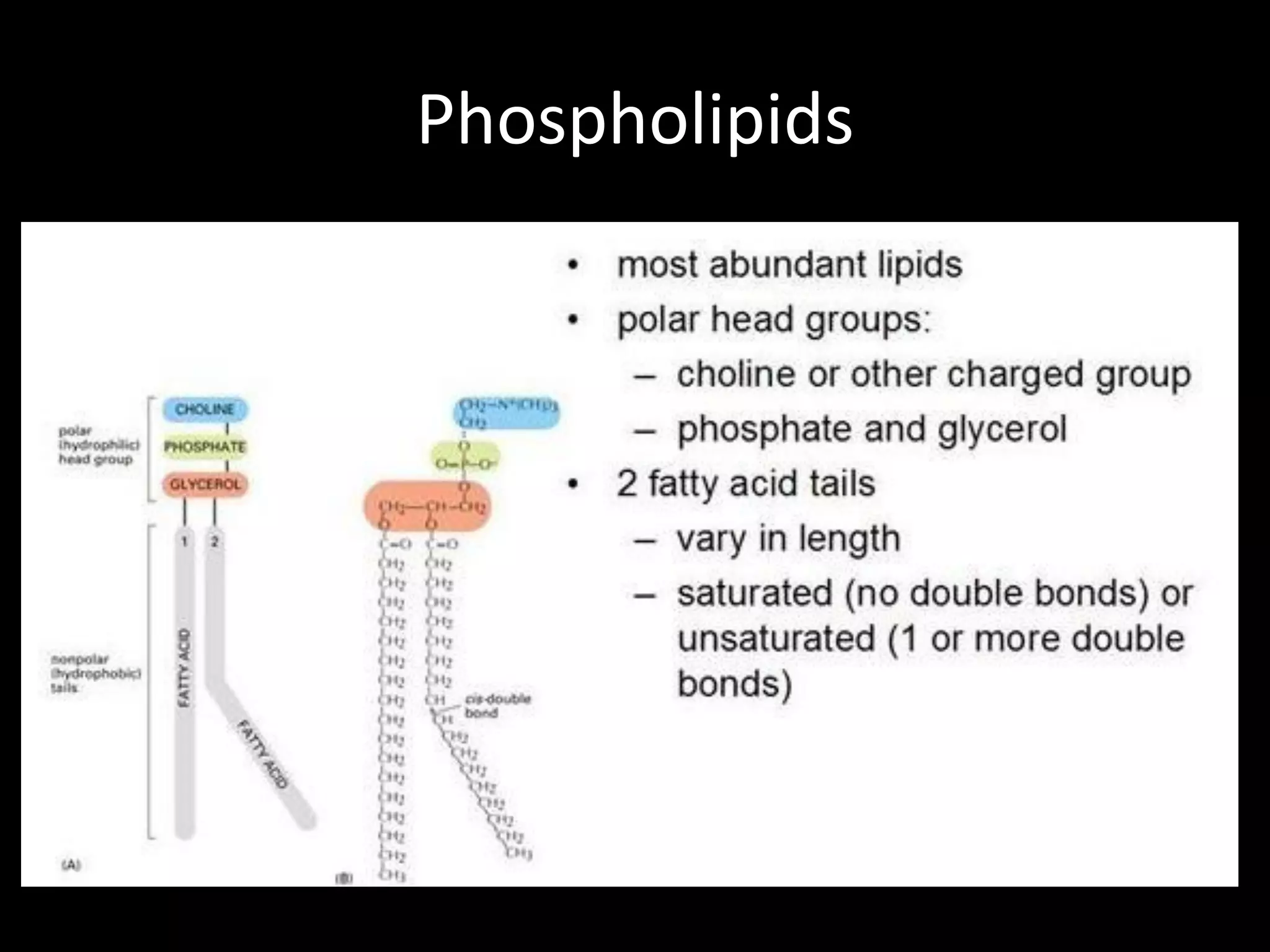 Phospholipids
 