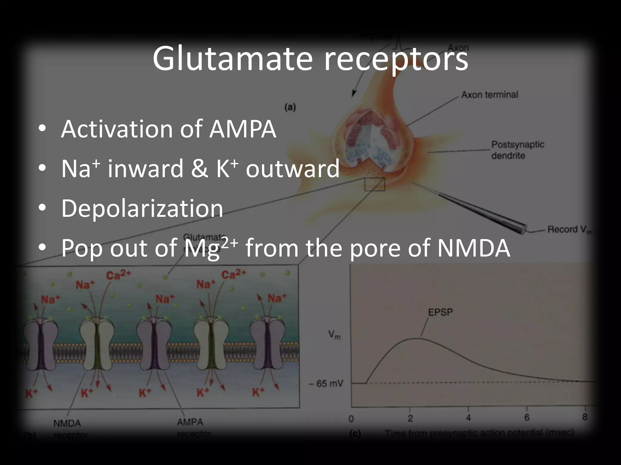 Glutamate receptors
•   Activation of AMPA
•   Na+ inward & K+ outward
•   Depolarization
•   Pop out of Mg2+ from the pore of NMDA
 