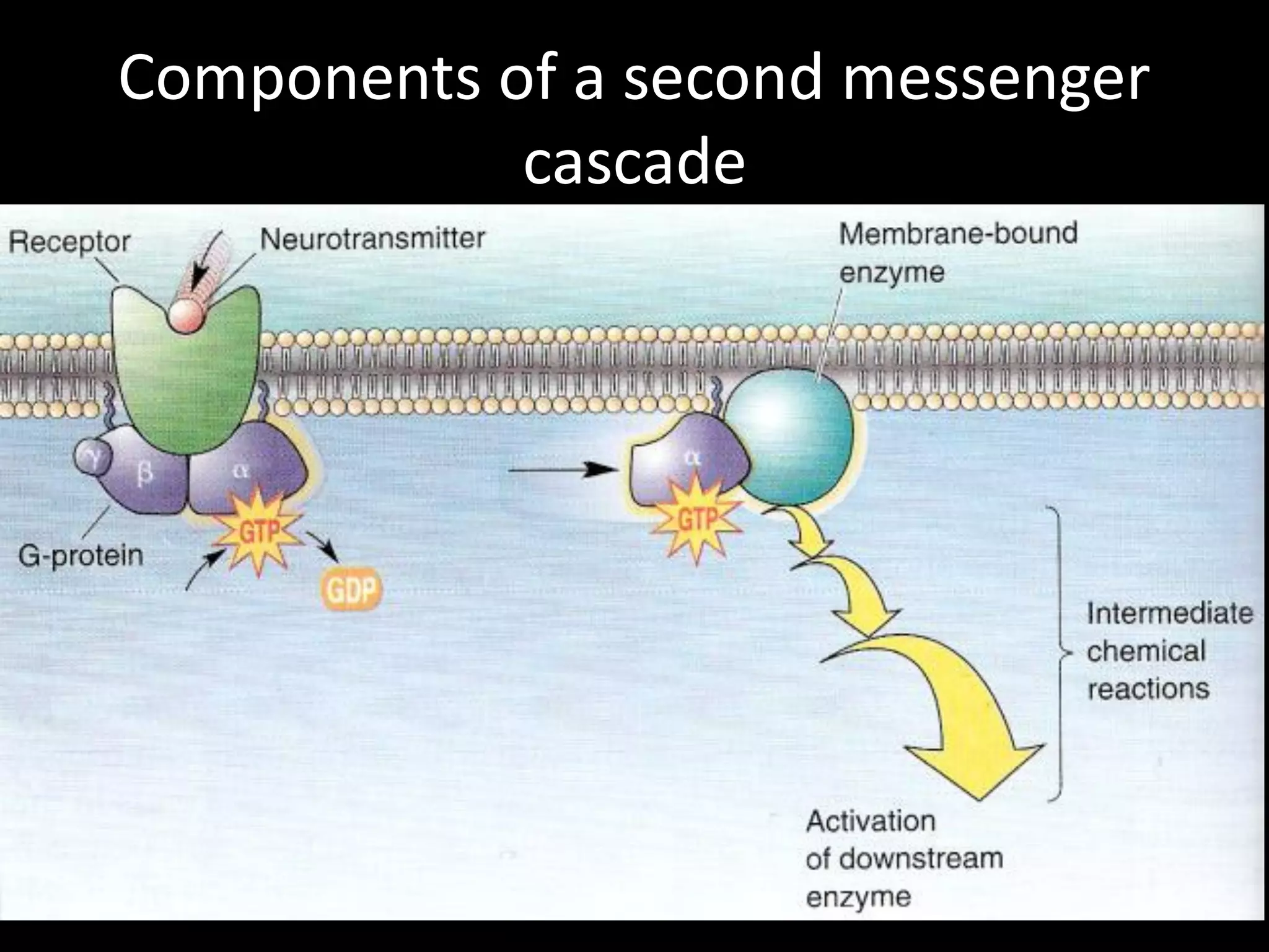 Components of a second messenger
            cascade
 