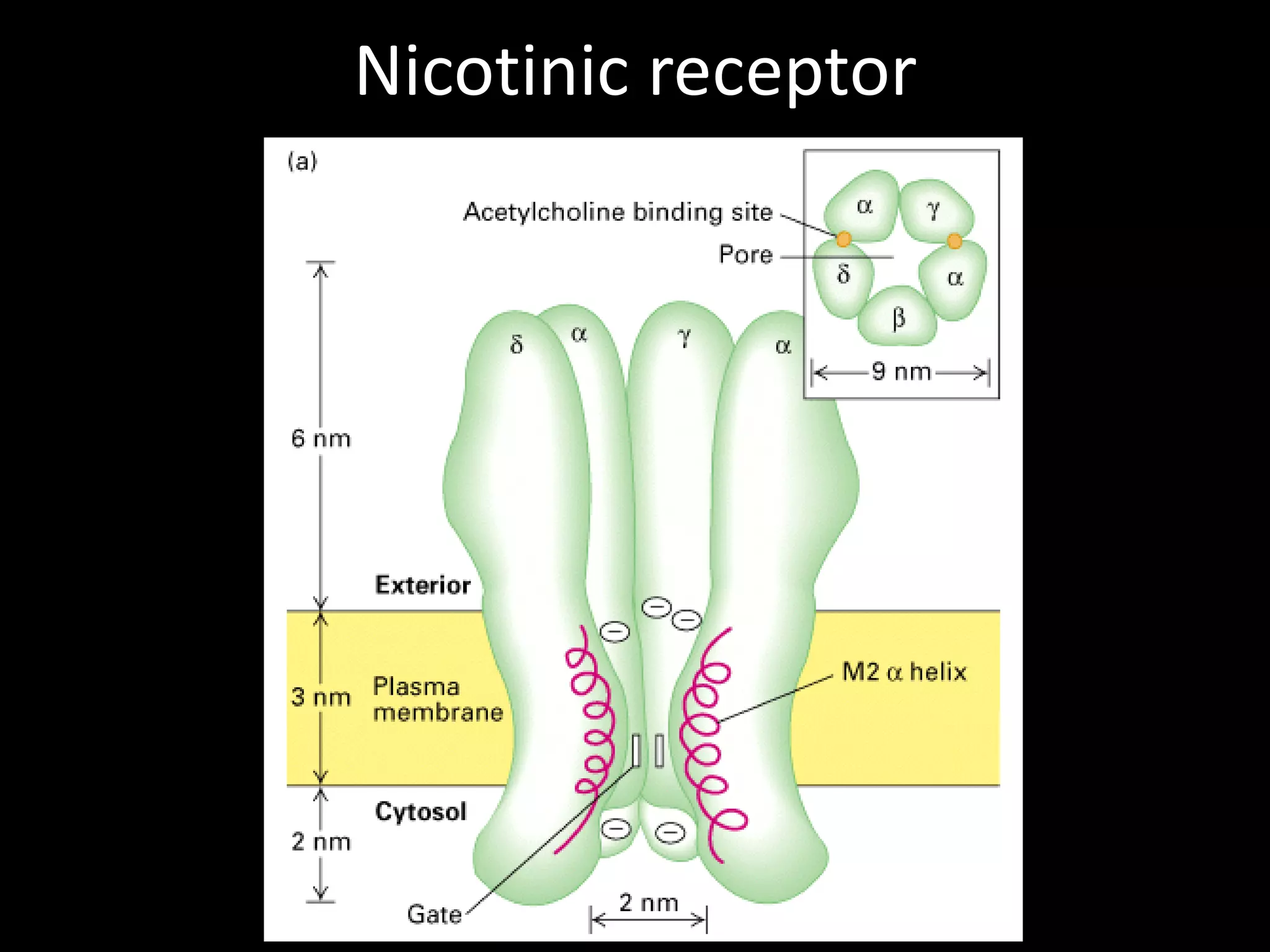 Nicotinic receptor
 