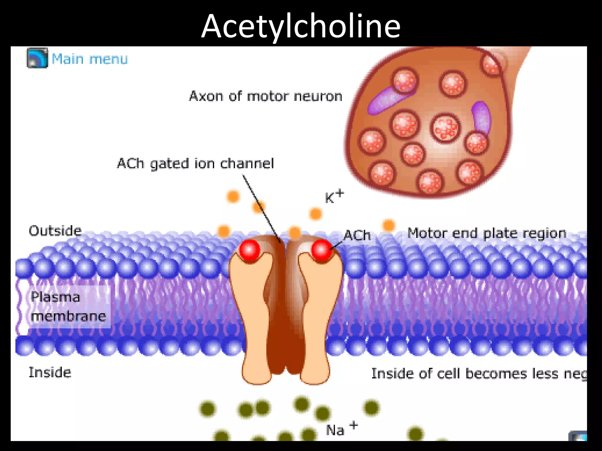 Acetylcholine
 