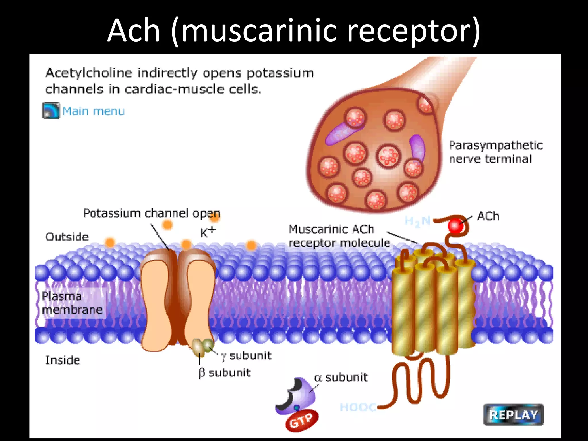 Ach (muscarinic receptor)
 