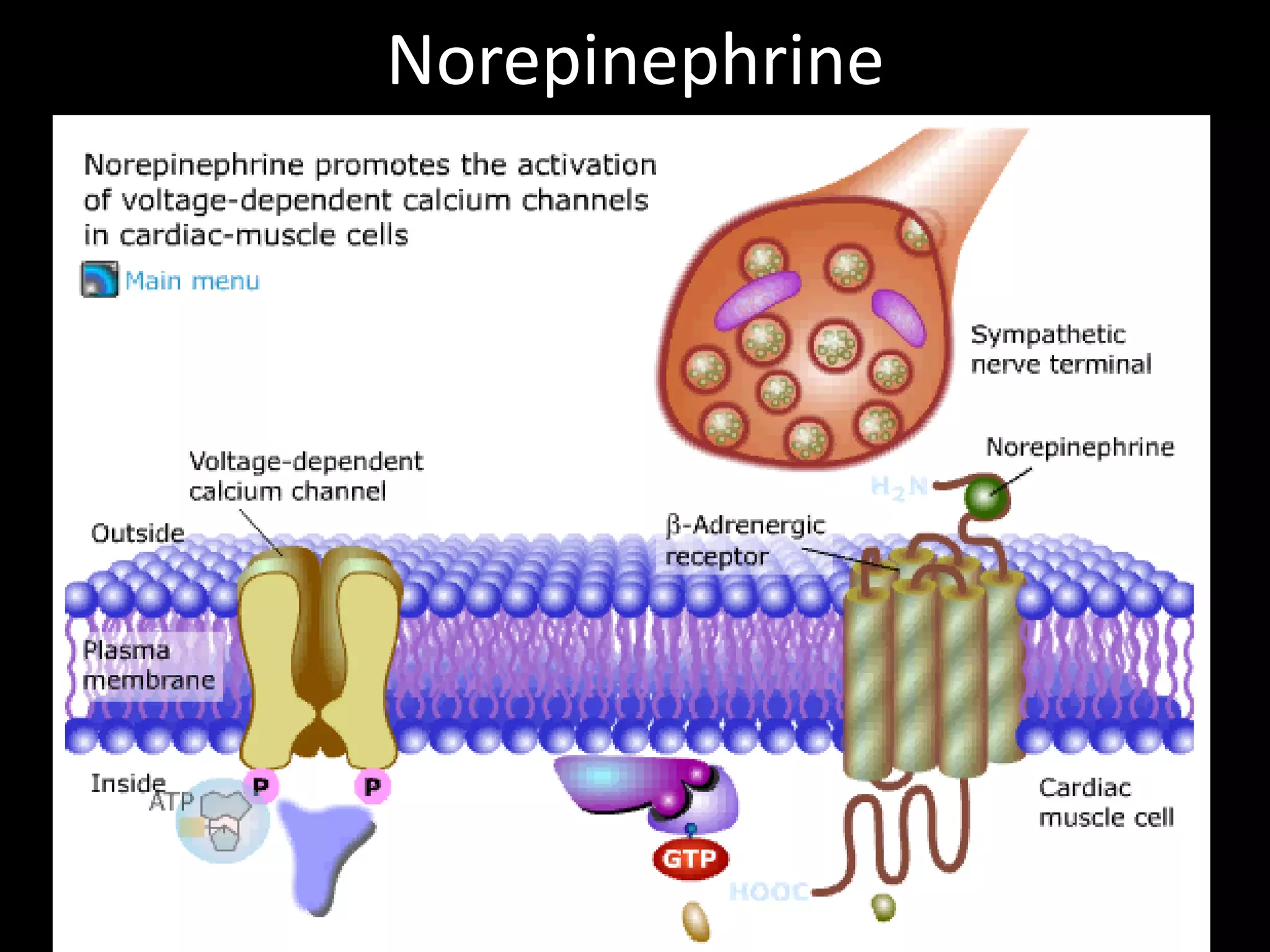 Norepinephrine
 