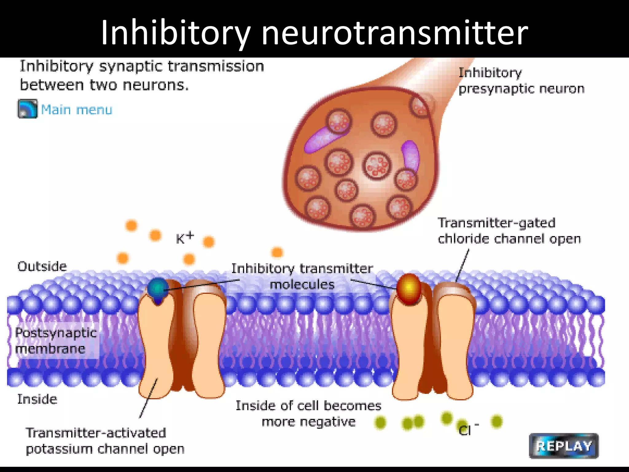 Inhibitory neurotransmitter
 