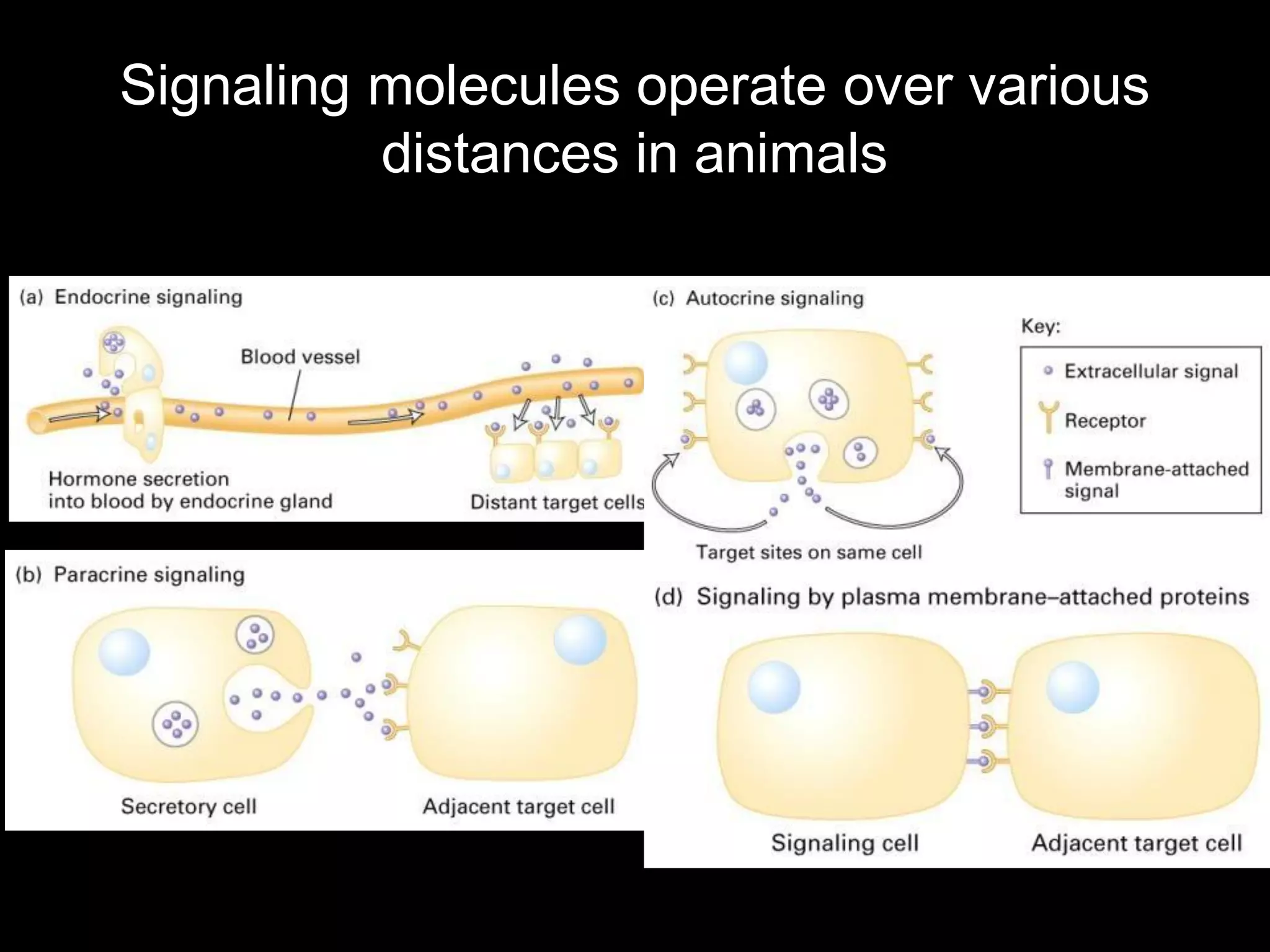 Signaling molecules operate over various
          distances in animals
 