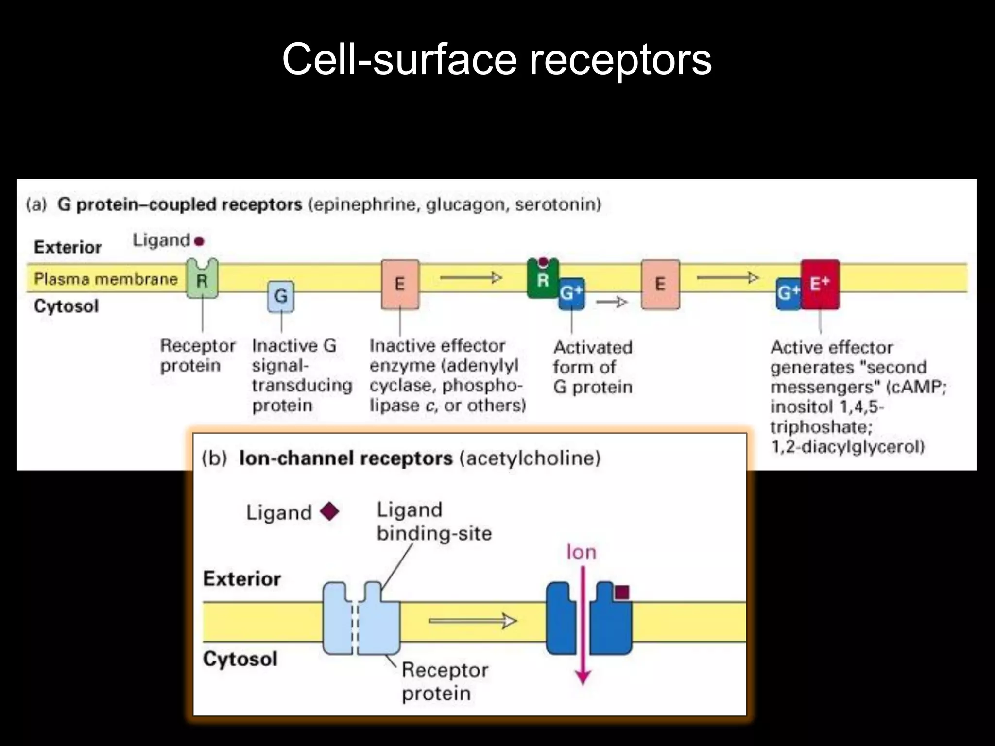 Cell-surface receptors
 