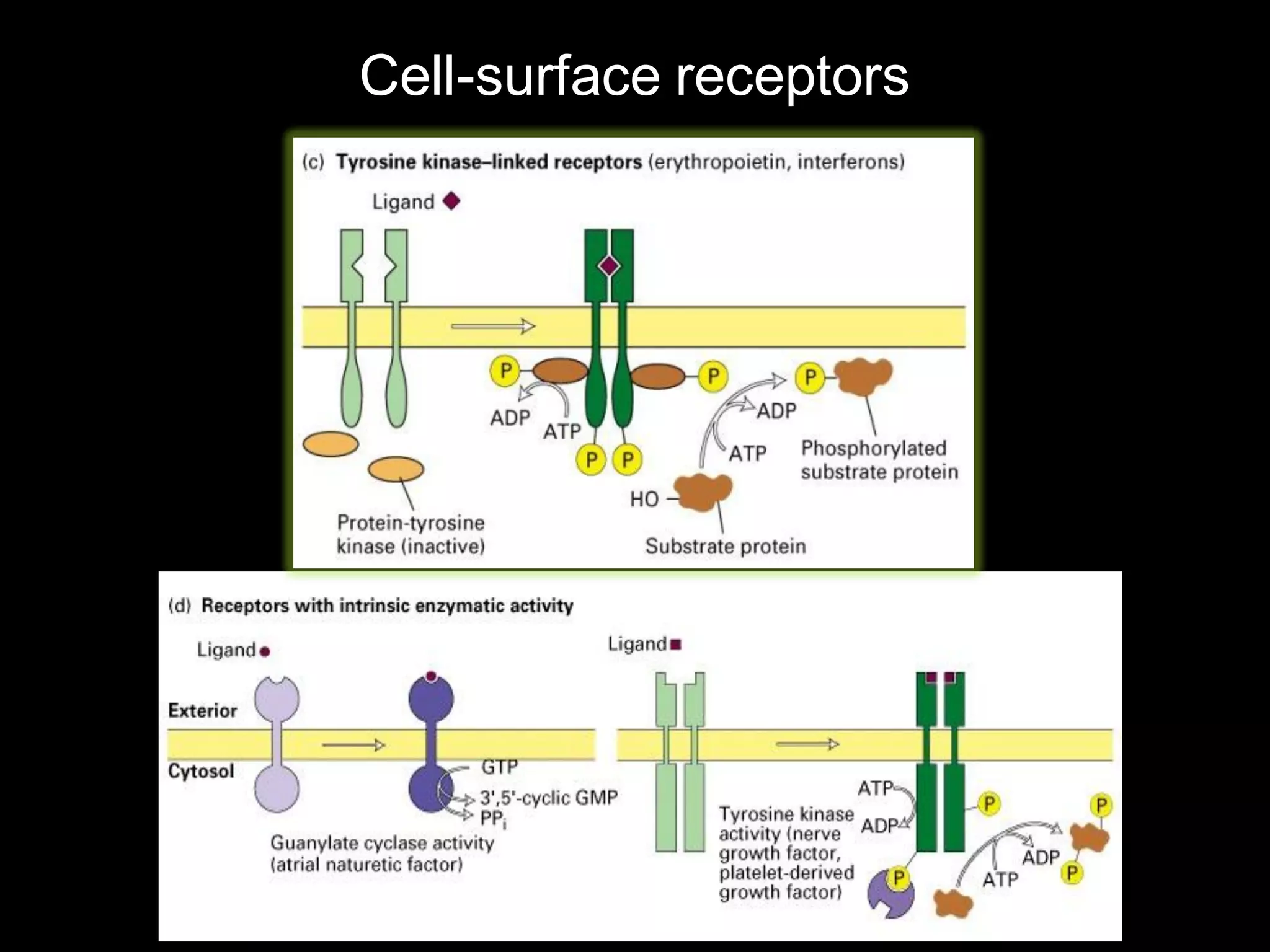 Cell-surface receptors
 