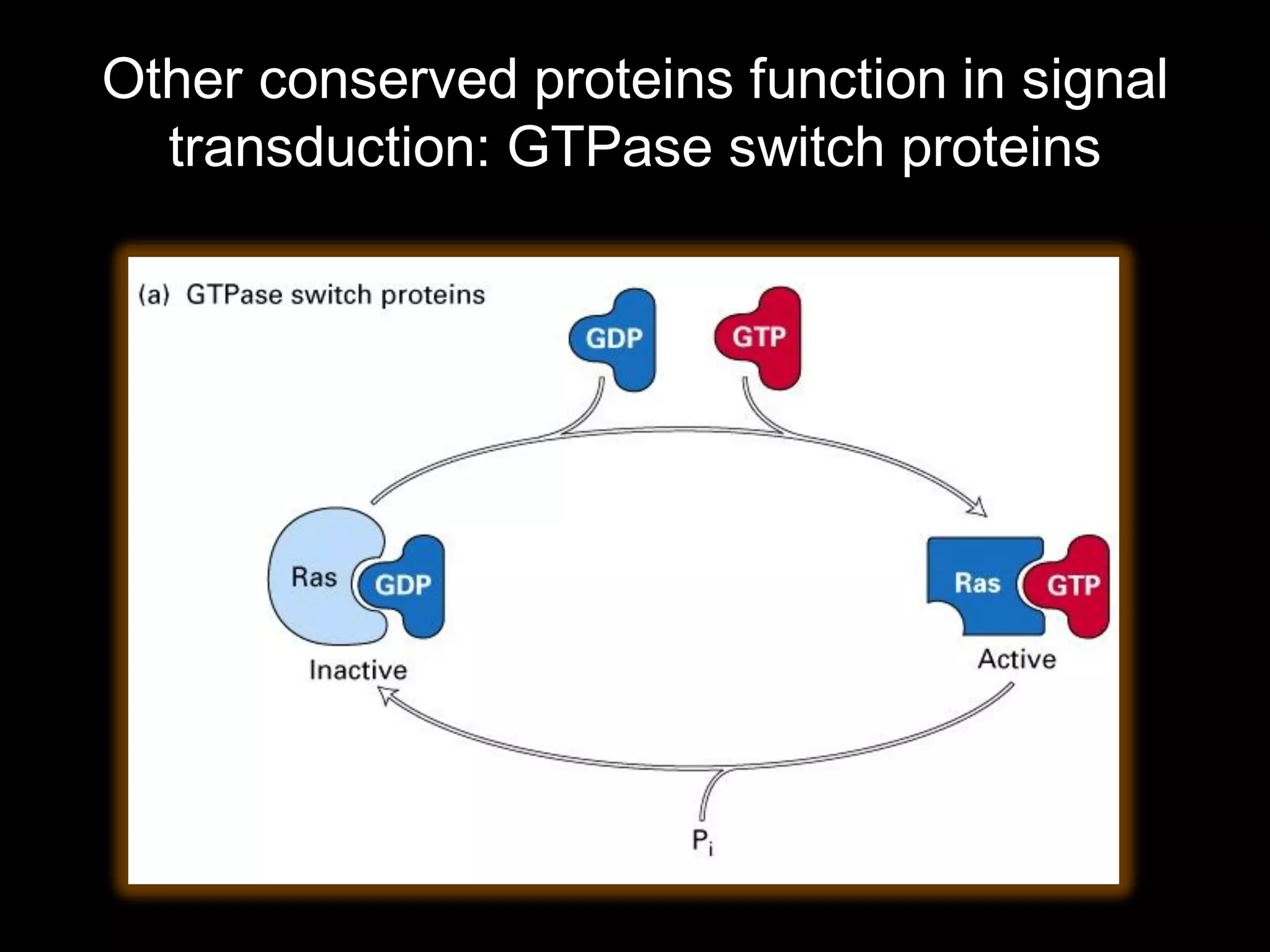 Other conserved proteins function in signal
  transduction: GTPase switch proteins
 