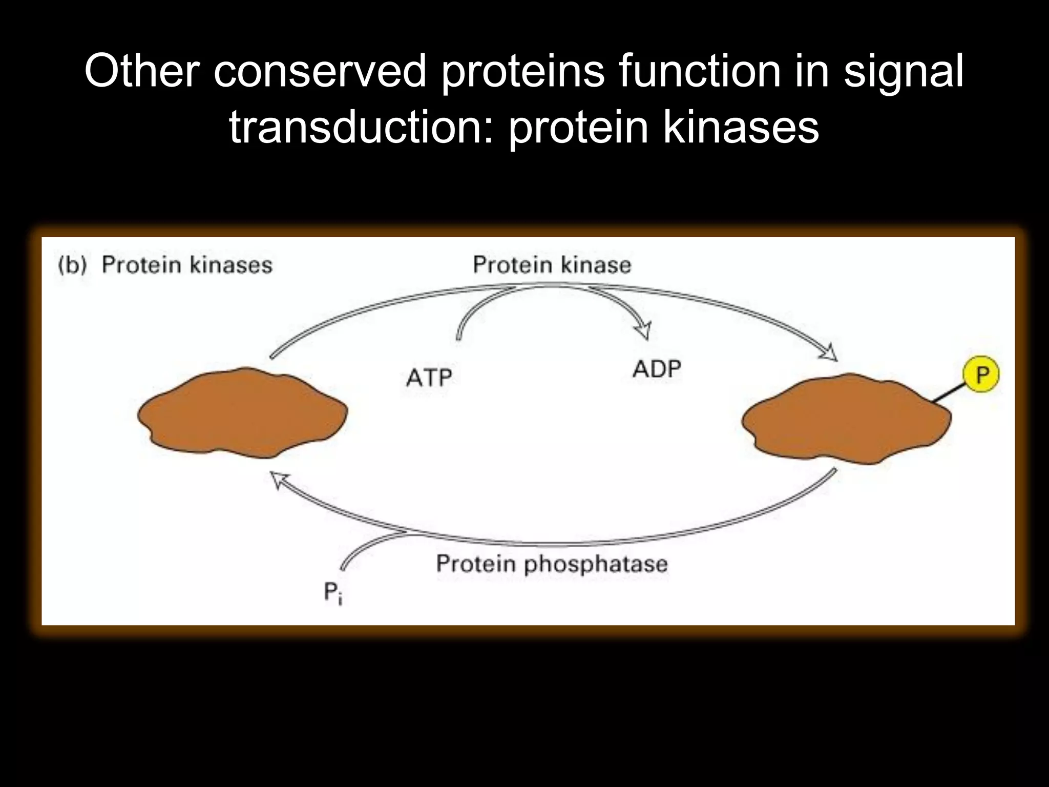 Other conserved proteins function in signal
       transduction: protein kinases
 