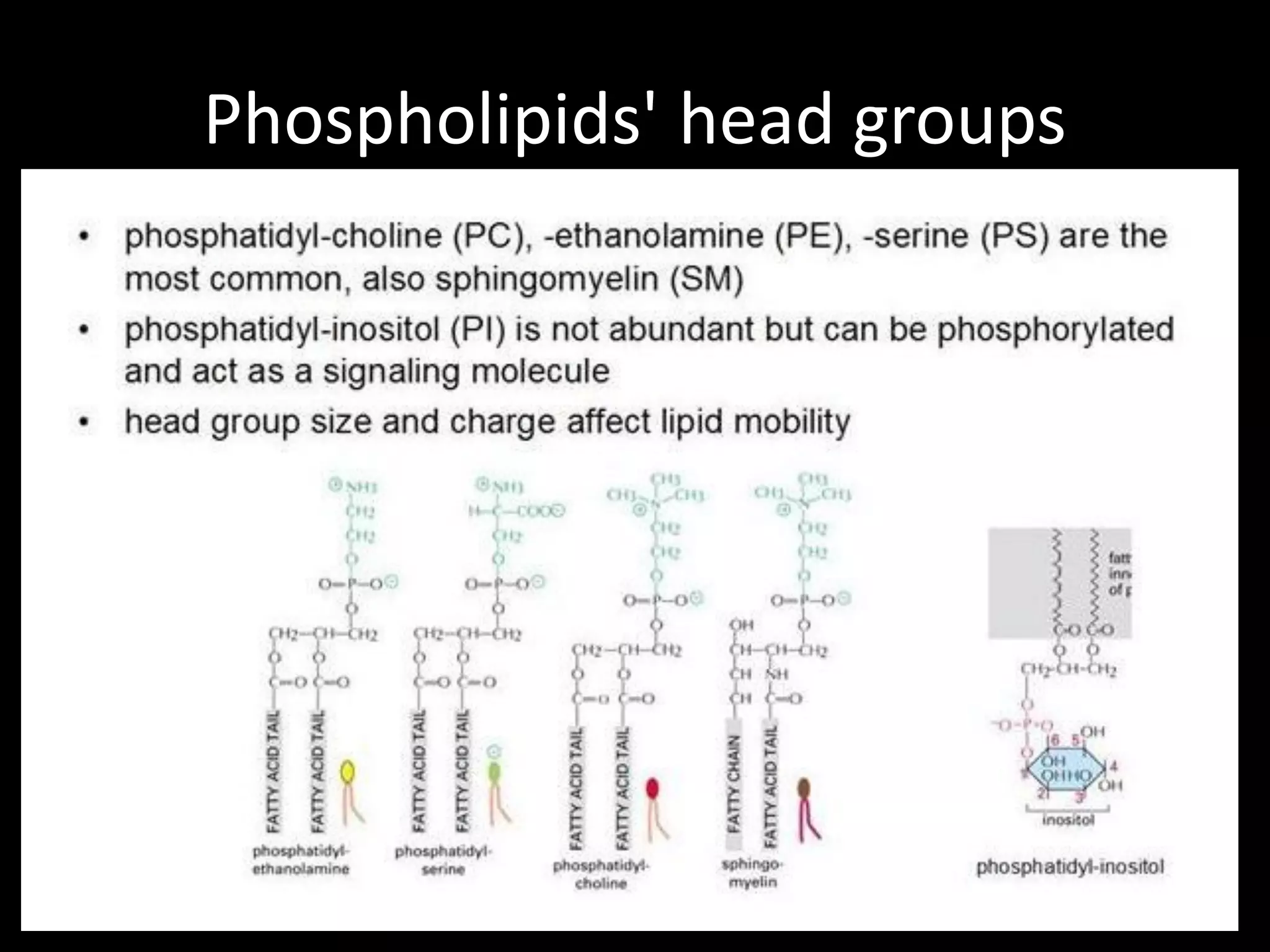 Phospholipids' head groups
 