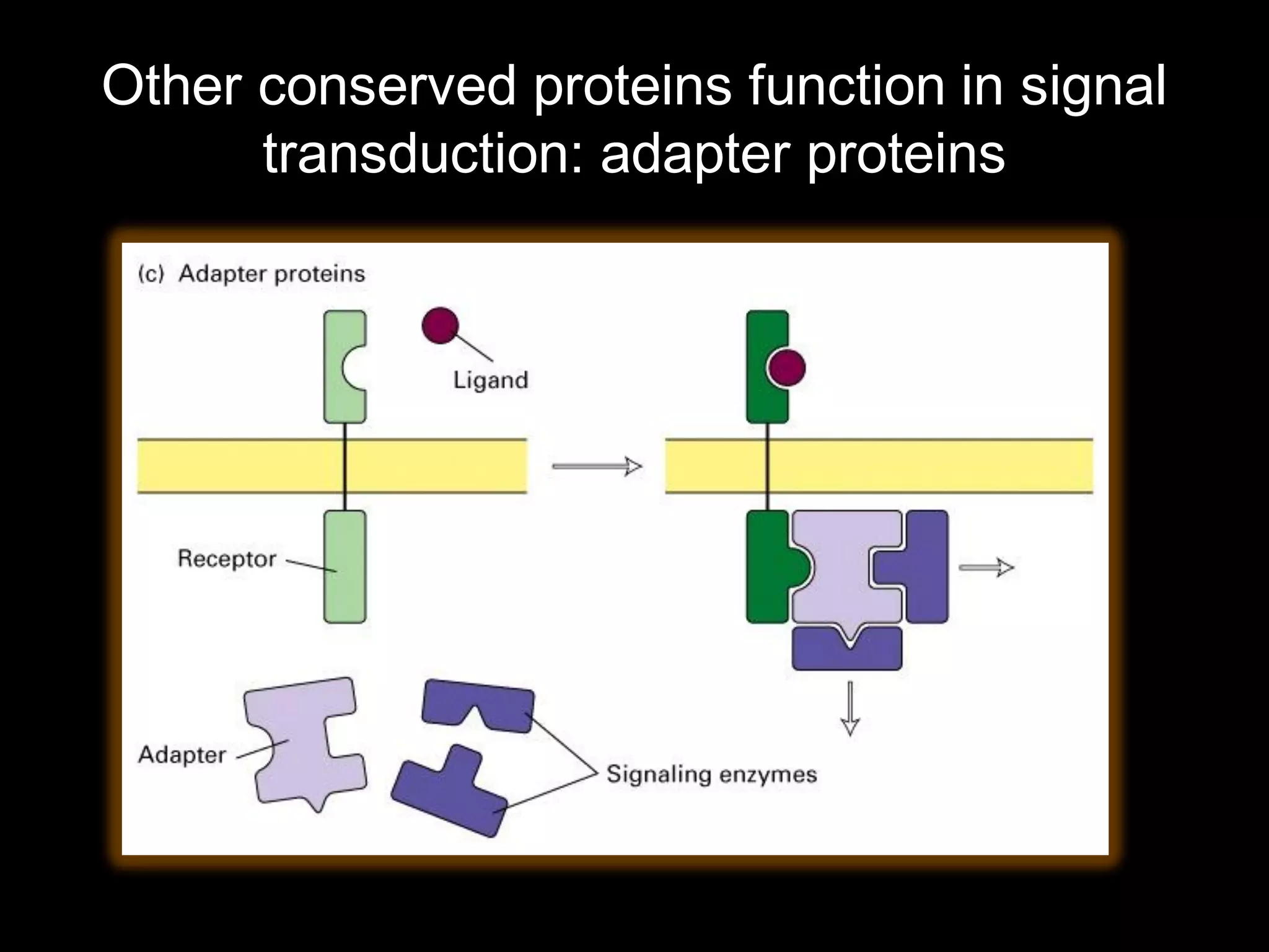 Other conserved proteins function in signal
      transduction: adapter proteins
 