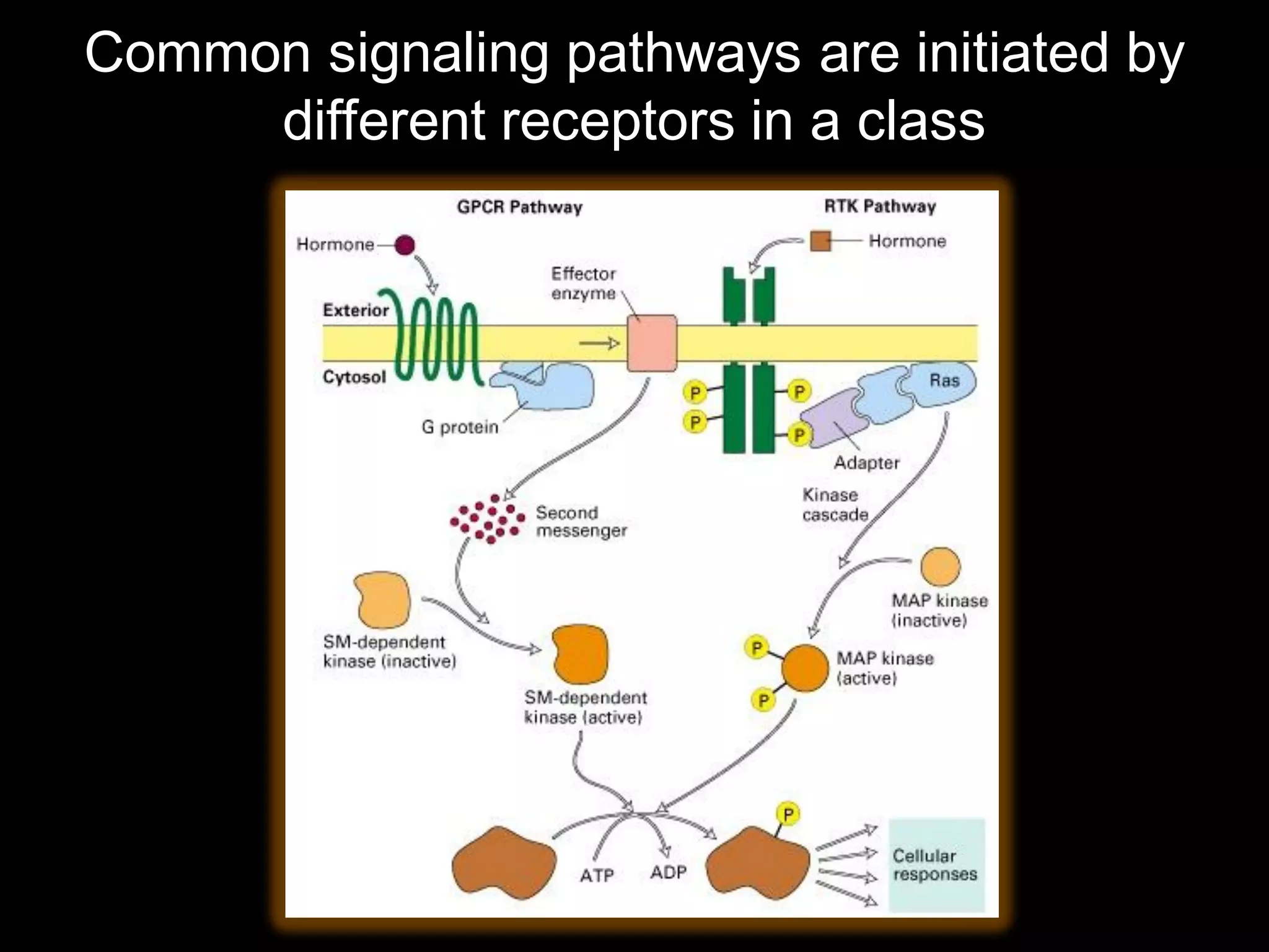 Common signaling pathways are initiated by
     different receptors in a class
 