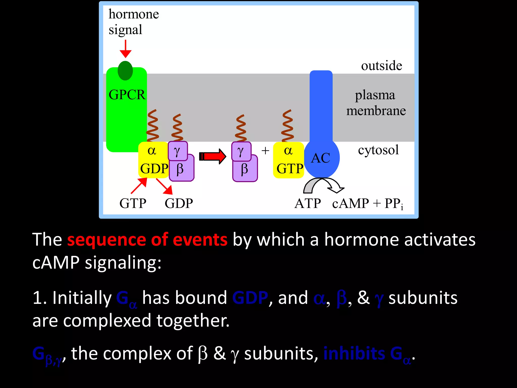 hormone
         signal

                                         outside

         GPCR                            plasma
                                        membrane

              a g         g  a          cytosol
                                 AC
             GDP b        b  GTP

           GTP     GDP           ATP cAMP + PPi

The sequence of events by which a hormone activates
cAMP signaling:
1. Initially Ga has bound GDP, and a, b, & g subunits
are complexed together.
Gb,g, the complex of b & g subunits, inhibits Ga.
 
