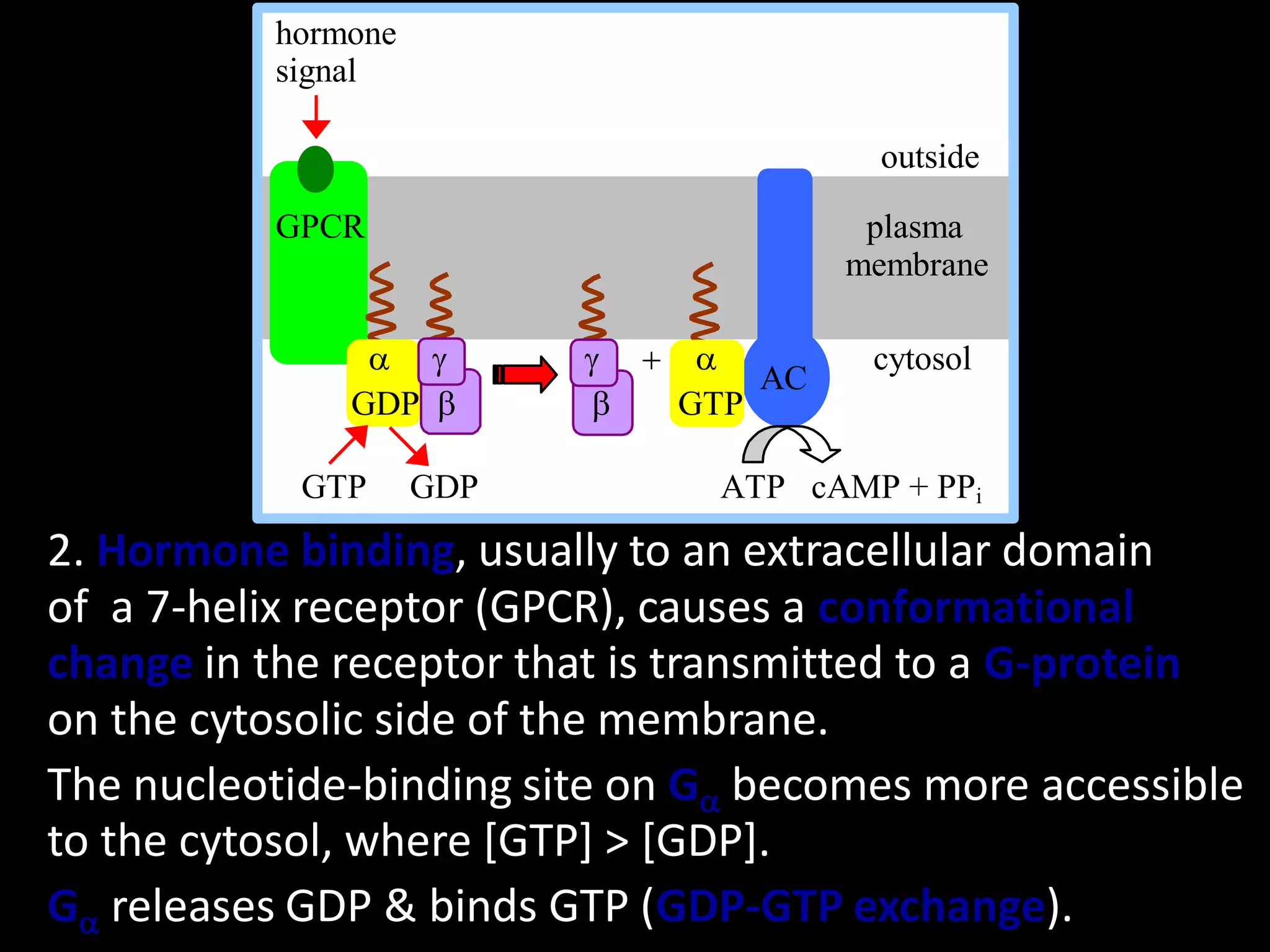 hormone
          signal

                                        outside

          GPCR                         plasma
                                      membrane

               a g        g  a         cytosol
                                 AC
              GDP b       b  GTP

            GTP     GDP         ATP cAMP + PPi
2. Hormone binding, usually to an extracellular domain
of a 7-helix receptor (GPCR), causes a conformational
change in the receptor that is transmitted to a G-protein
on the cytosolic side of the membrane.
The nucleotide-binding site on Ga becomes more accessible
to the cytosol, where [GTP] > [GDP].
Ga releases GDP & binds GTP (GDP-GTP exchange).
 