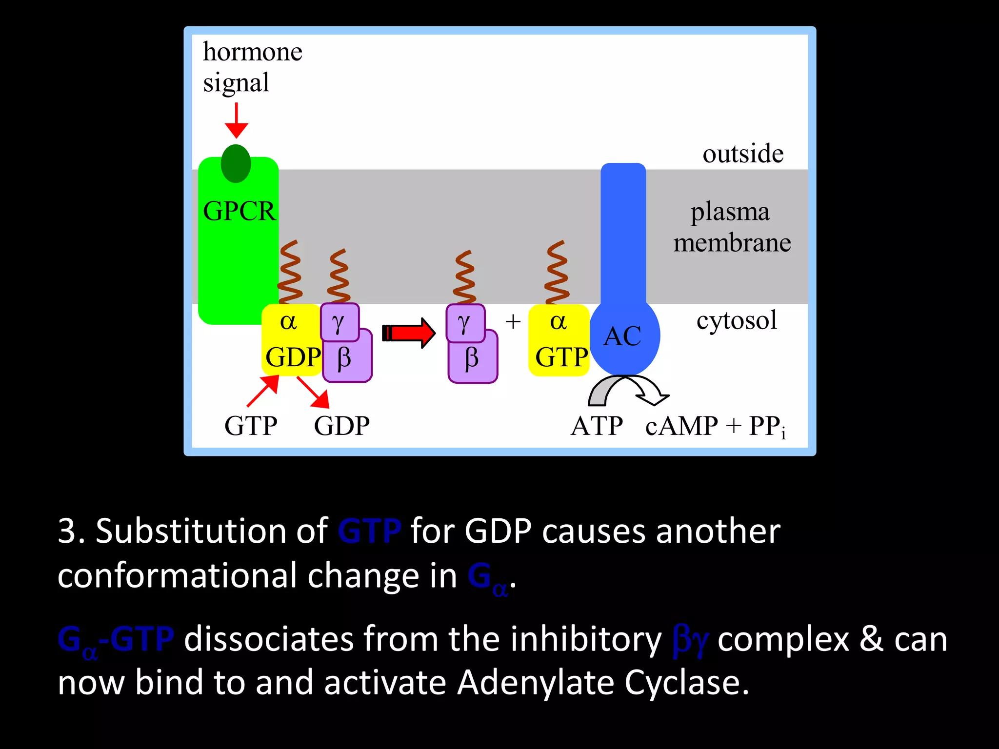 hormone
         signal

                                        outside

         GPCR                          plasma
                                      membrane

              a g        g  a         cytosol
                                AC
             GDP b       b  GTP

          GTP      GDP         ATP cAMP + PPi


3. Substitution of GTP for GDP causes another
conformational change in Ga.
Ga-GTP dissociates from the inhibitory bg complex & can
now bind to and activate Adenylate Cyclase.
 