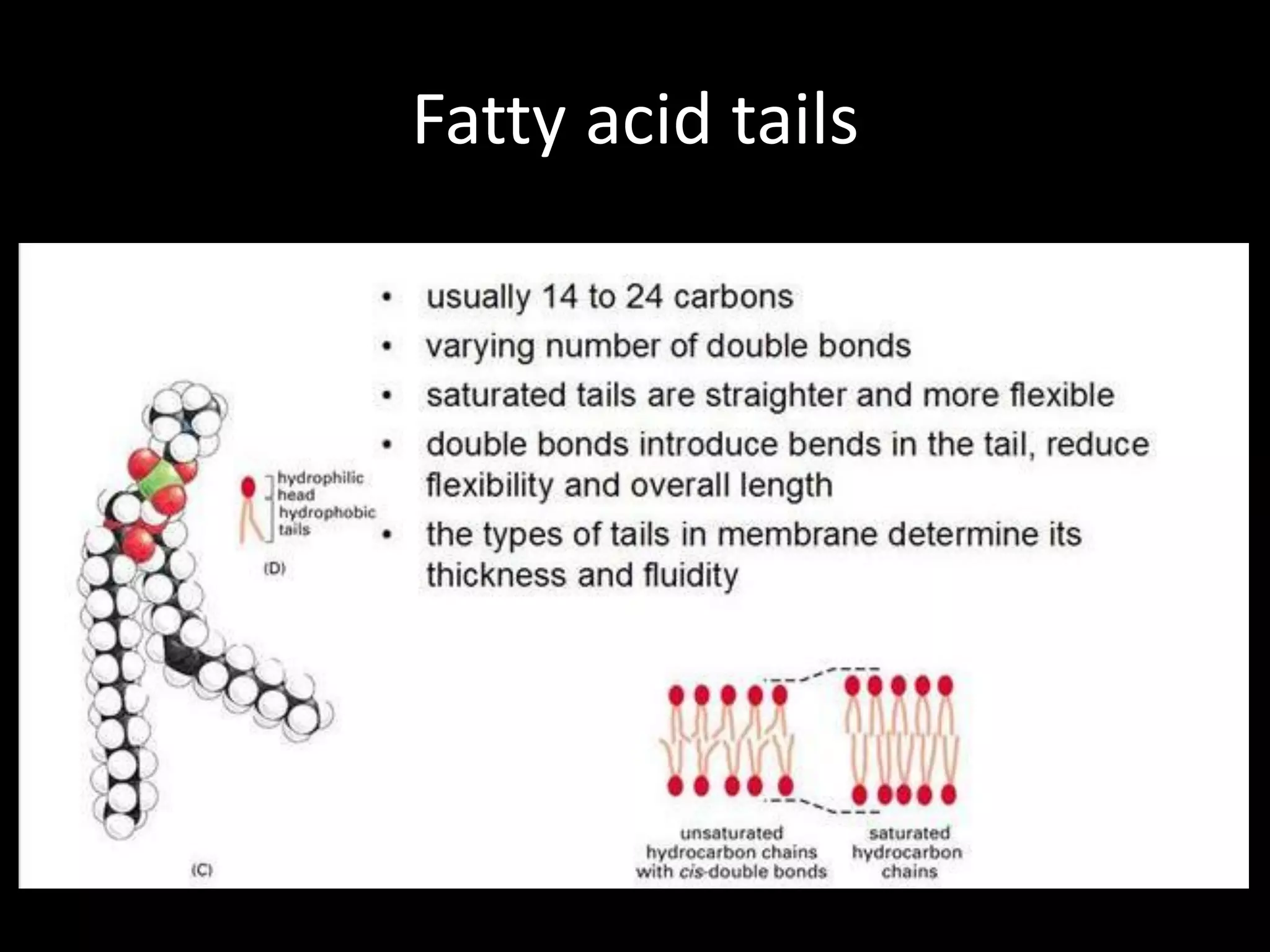 Fatty acid tails
 