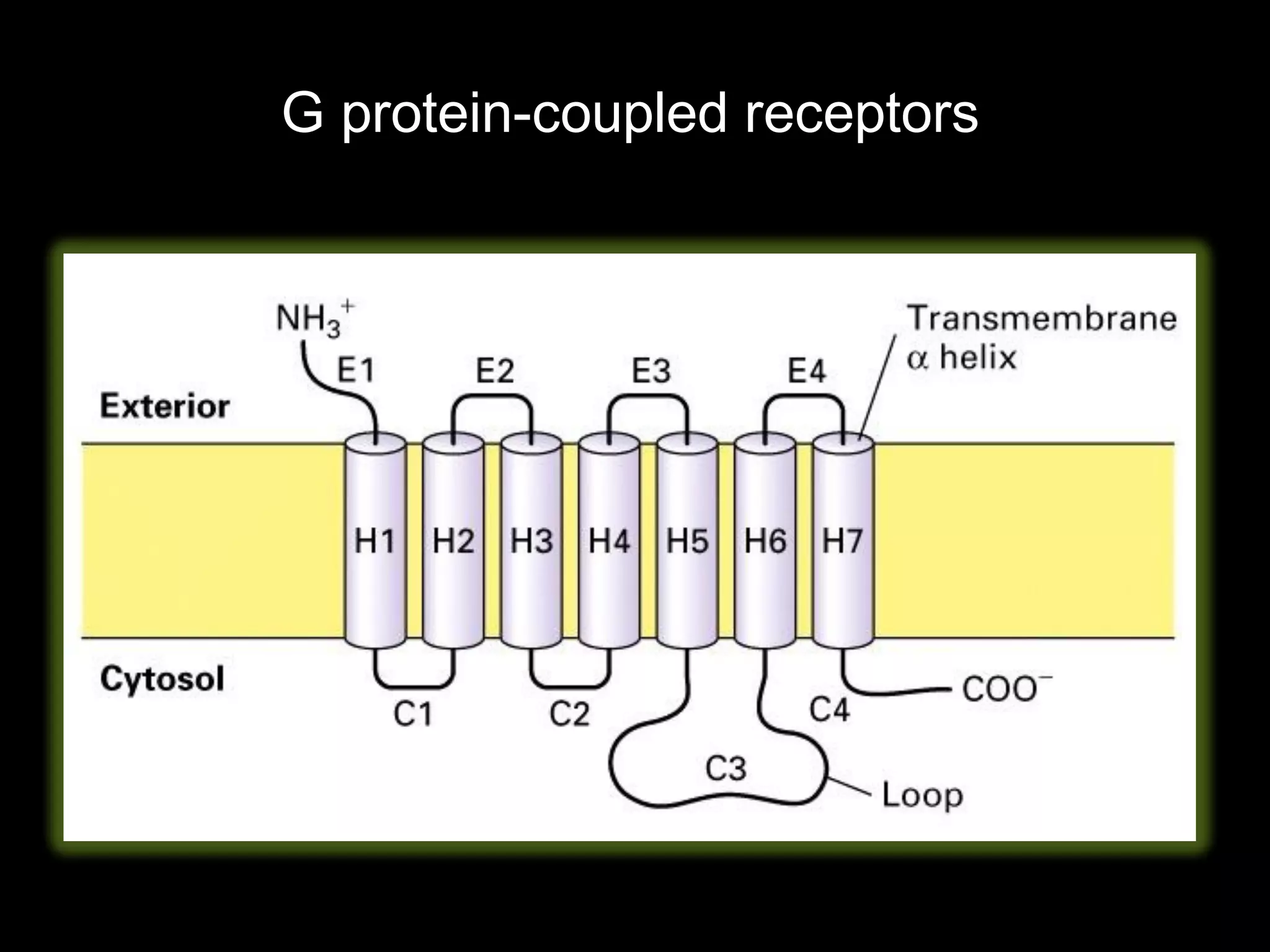 G protein-coupled receptors
 