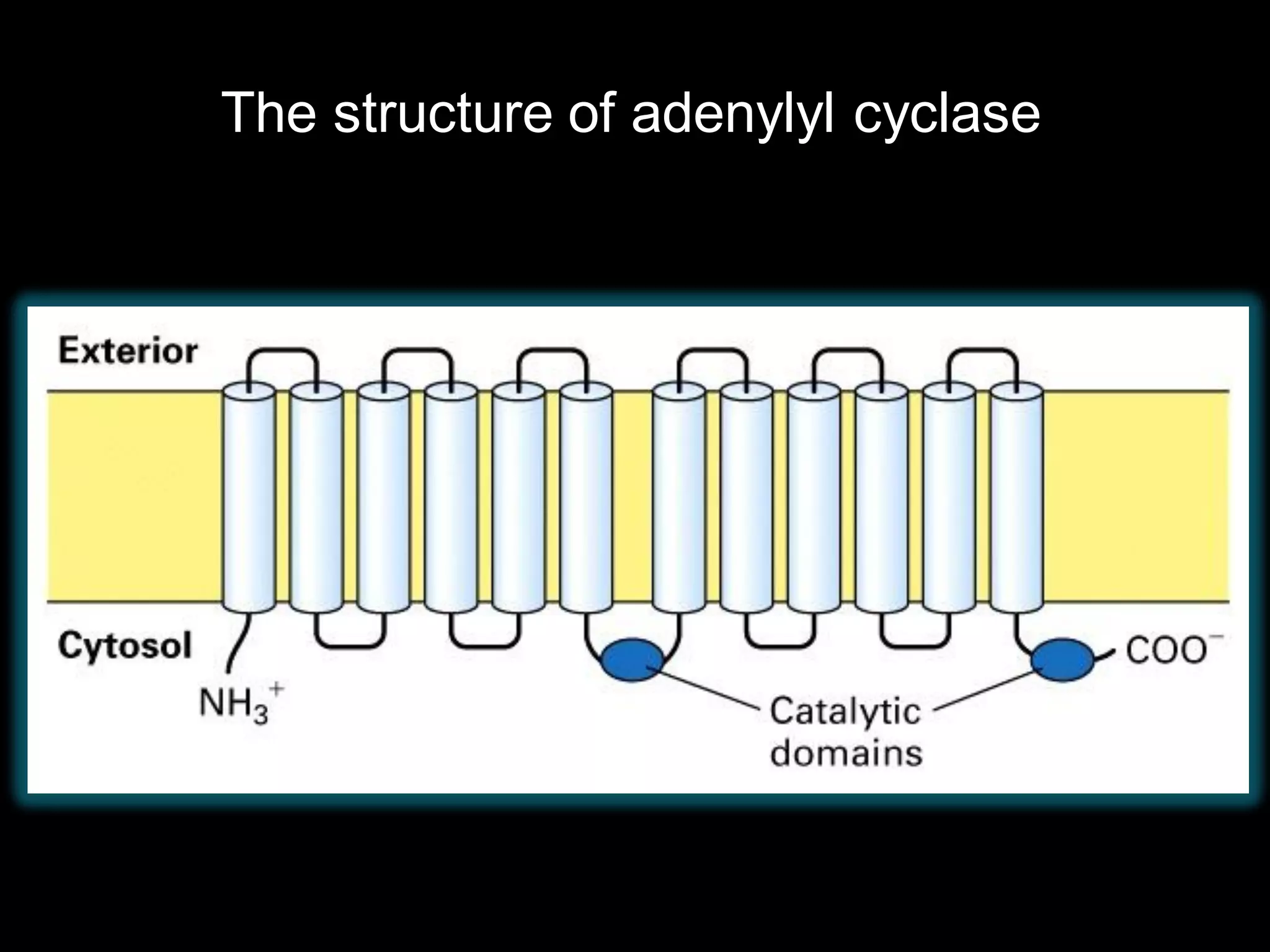 The structure of adenylyl cyclase
 