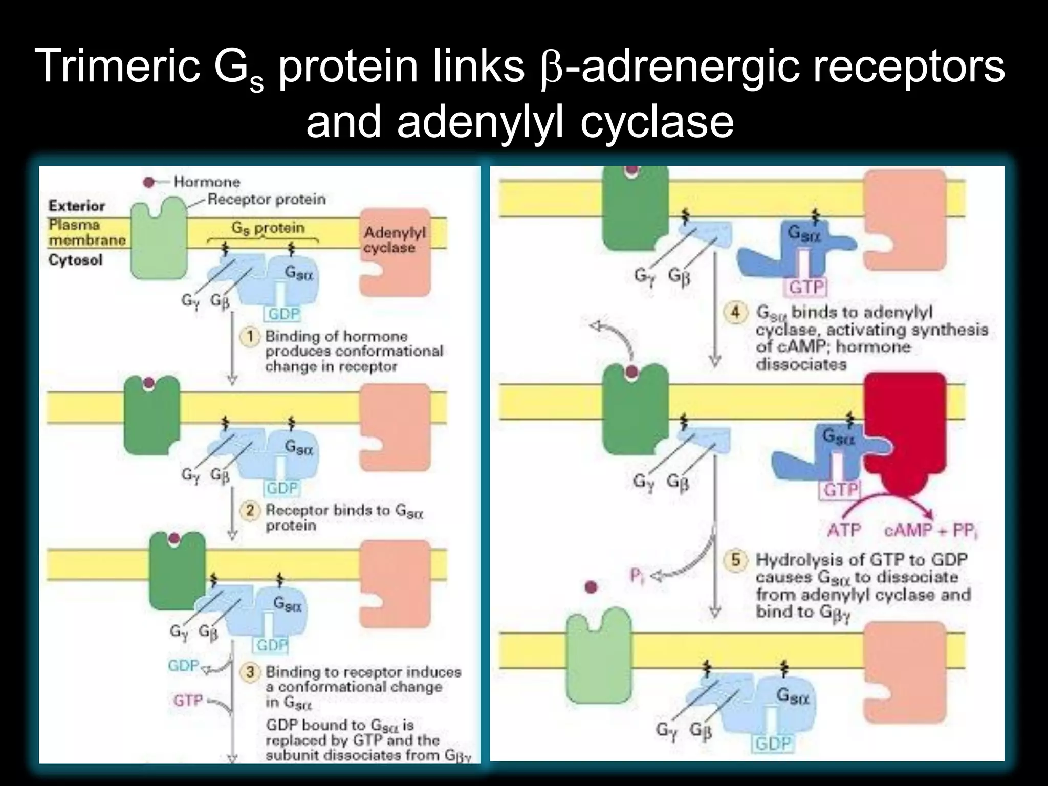 Trimeric Gs protein links b-adrenergic receptors
             and adenylyl cyclase
 