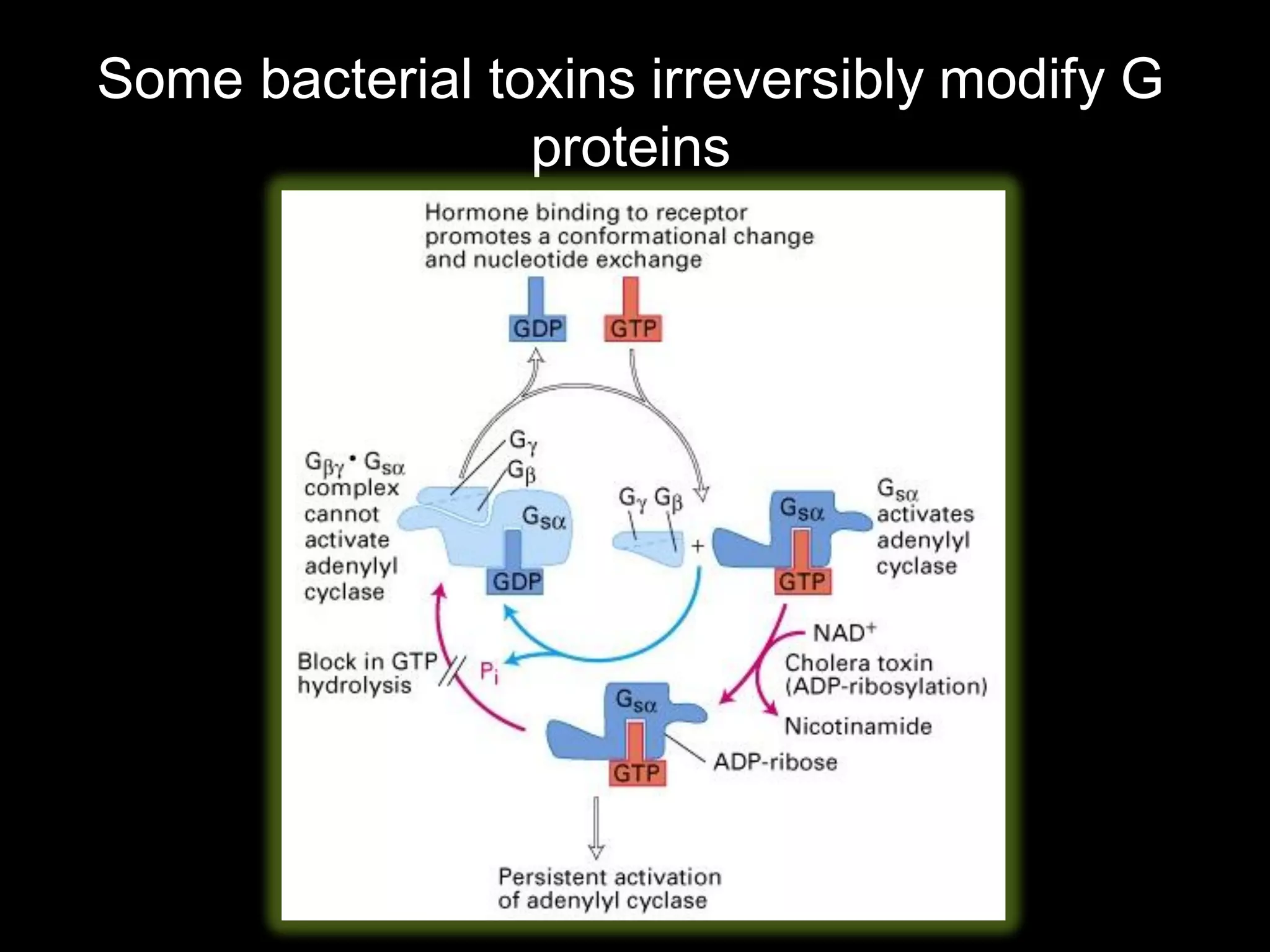 Some bacterial toxins irreversibly modify G
                 proteins
 