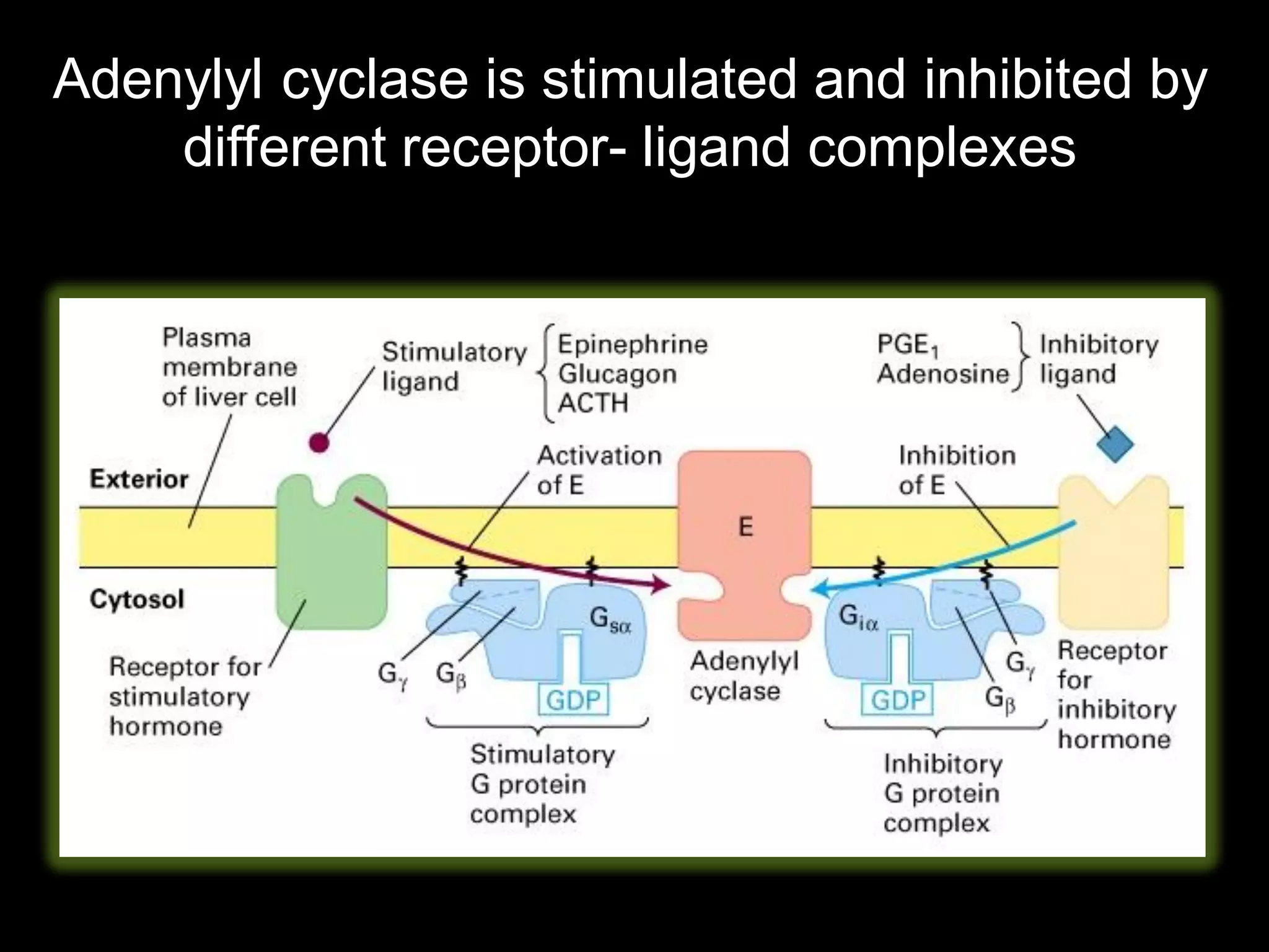 Adenylyl cyclase is stimulated and inhibited by
    different receptor- ligand complexes
 