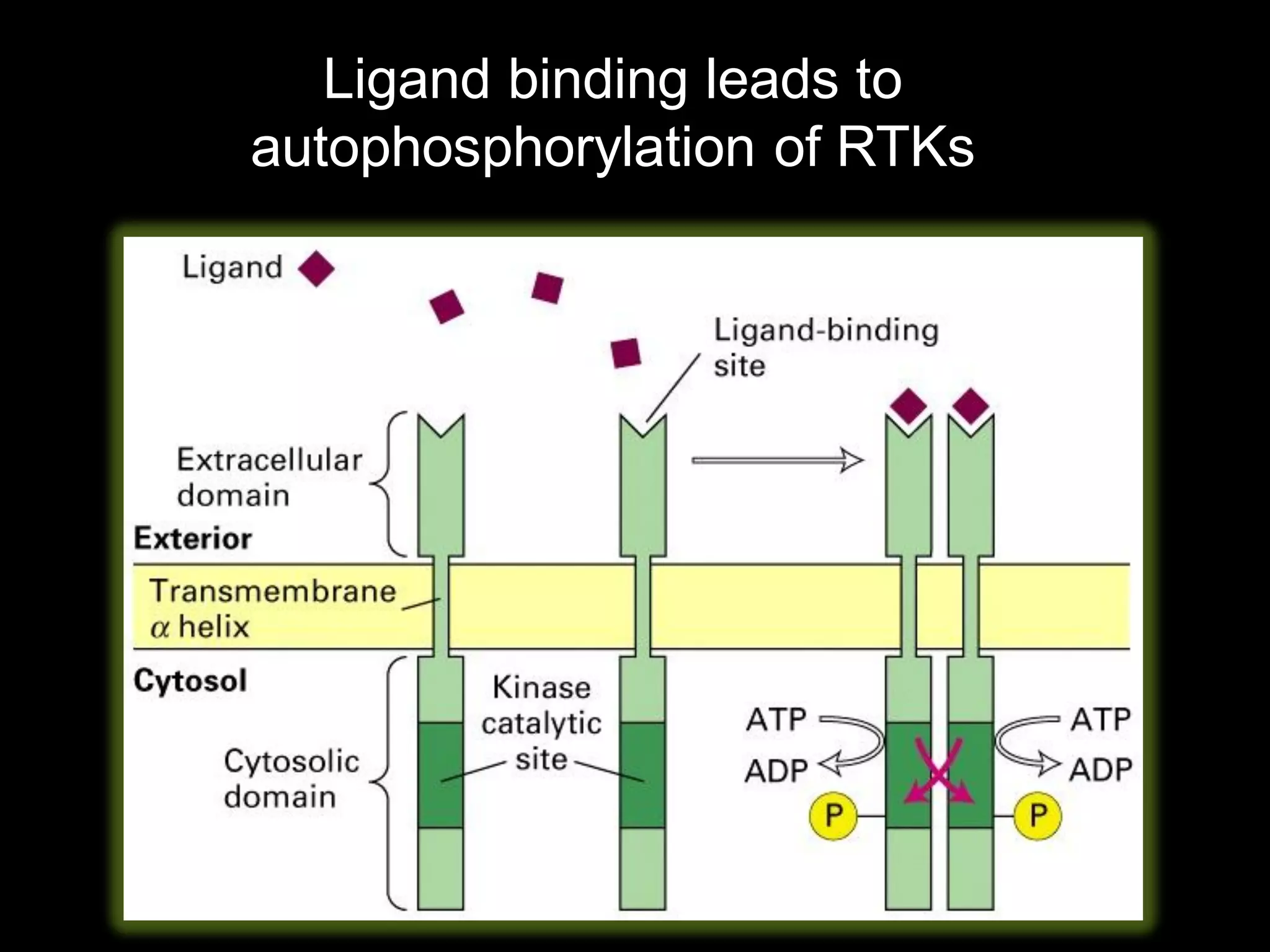 Ligand binding leads to
autophosphorylation of RTKs
 