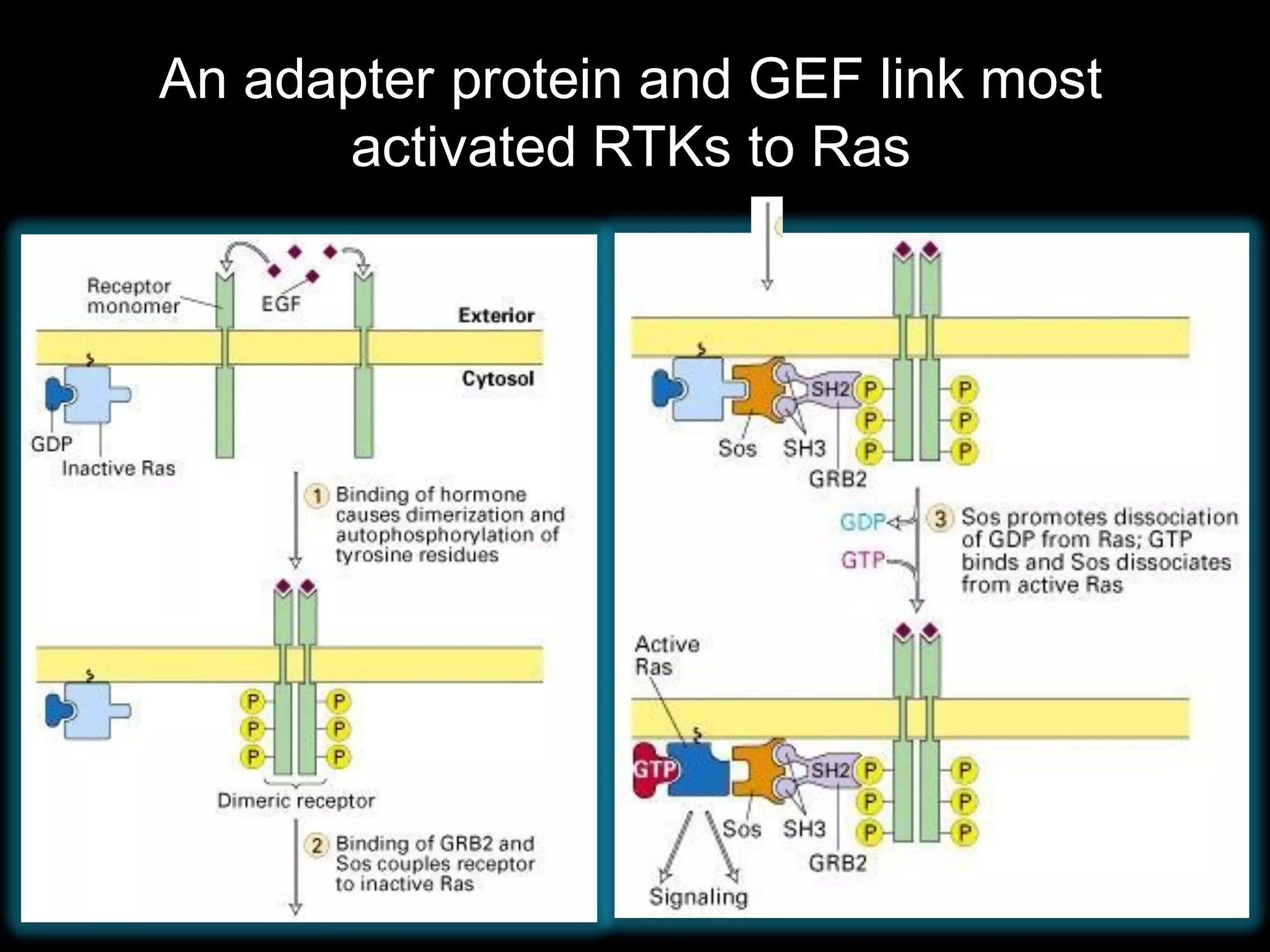 An adapter protein and GEF link most
      activated RTKs to Ras
 