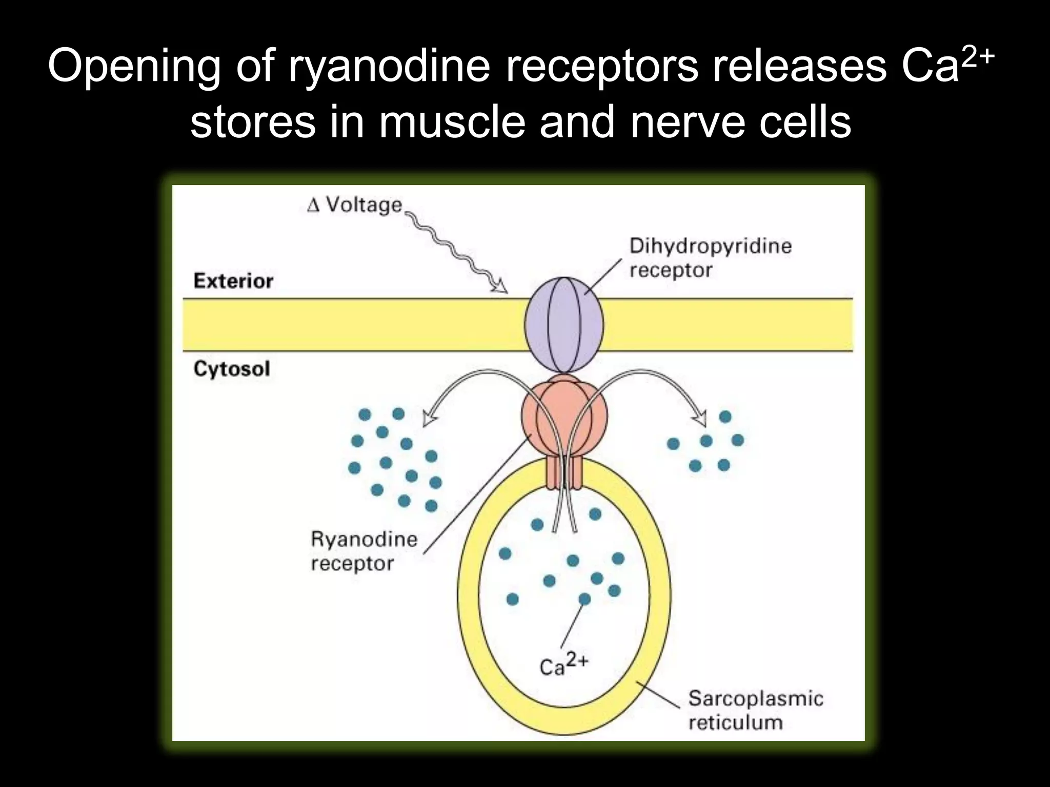 Opening of ryanodine receptors releases Ca2+
      stores in muscle and nerve cells
 