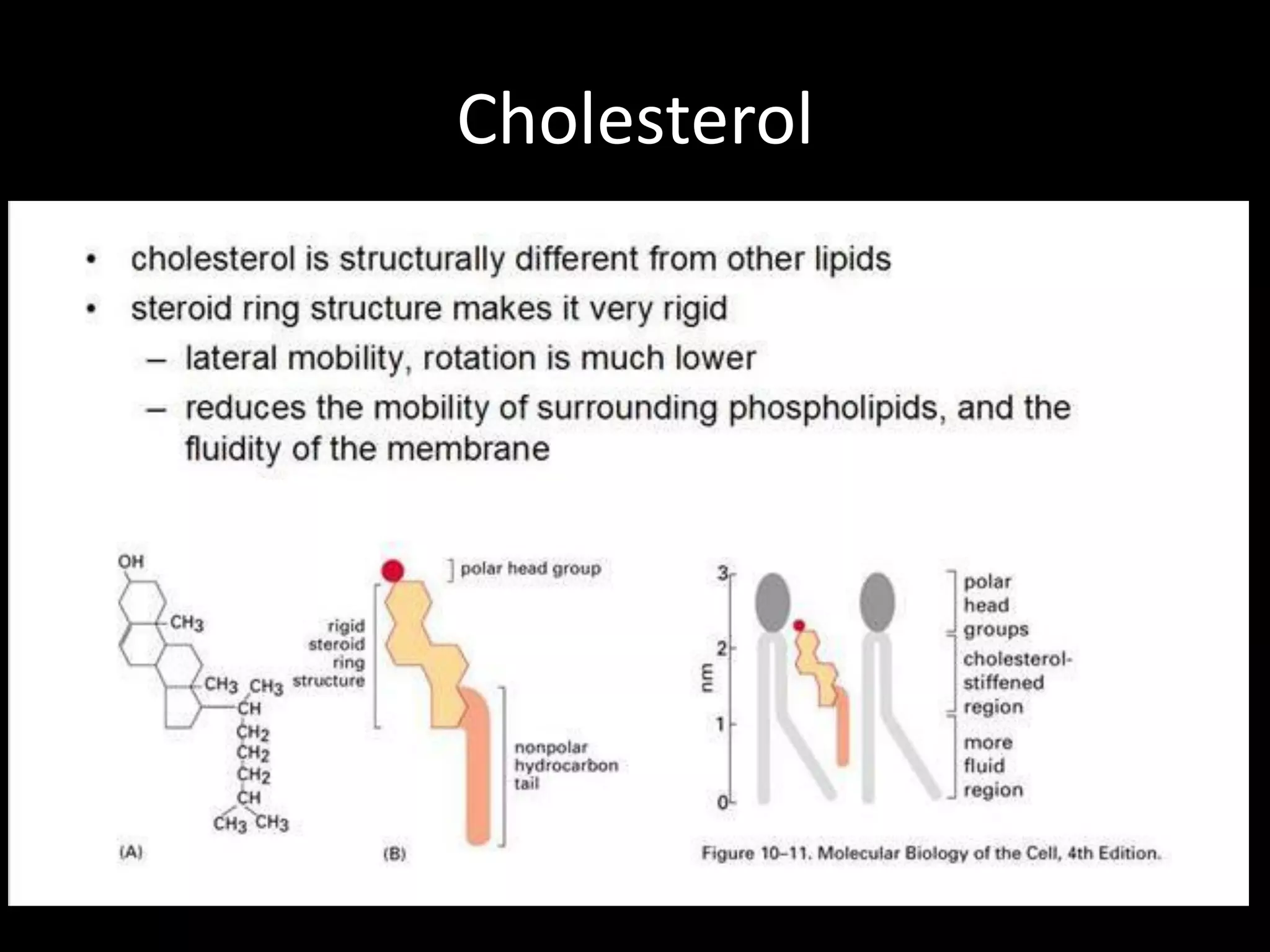 Cholesterol
 